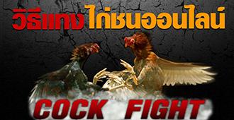 วิธีเข้าเล่น ไก่ชน ออนไลน์